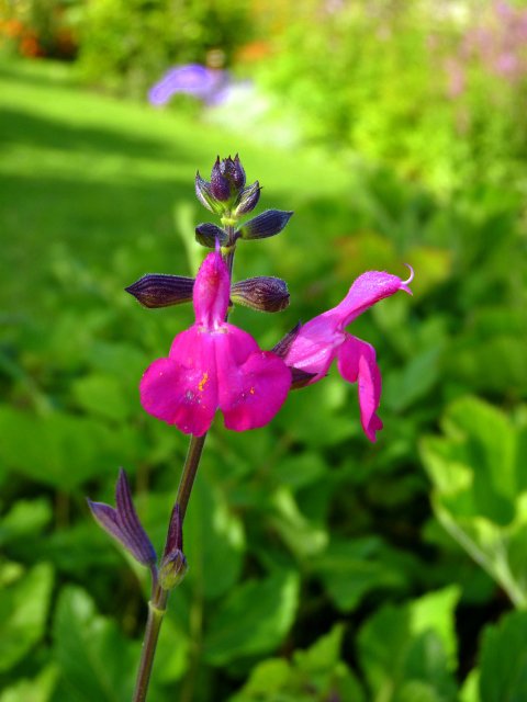 Salvia microphylla 'Cera Potosi' fleur